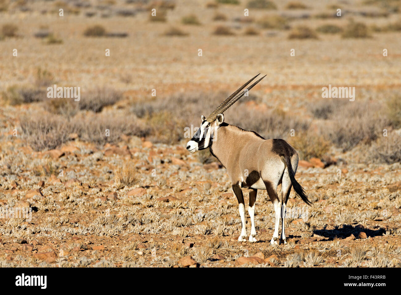 Oryx or gemsbok (Oryx gazella) near a water hole at Sossus Dune Lodge, Sossusvlei, Namibia Stock Photo