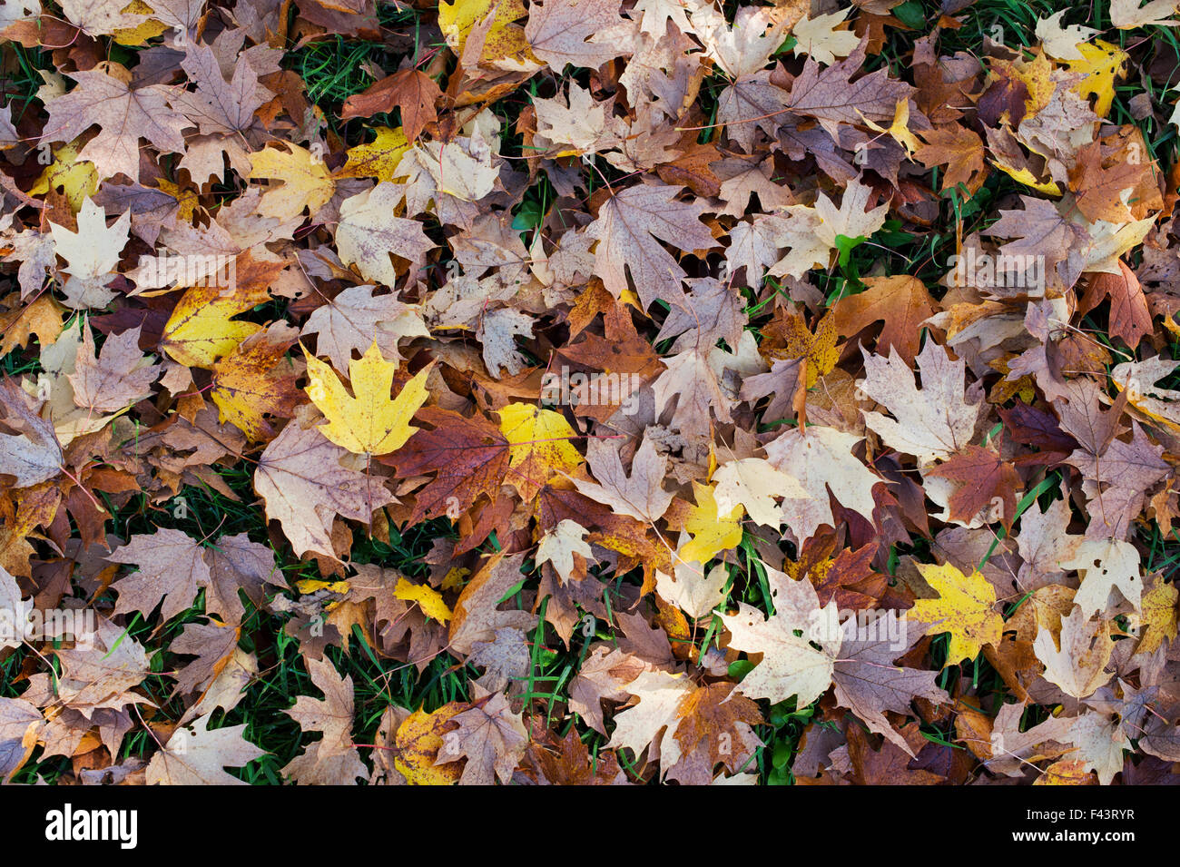 Acer Saccharum Nigrum. Fallen Black Maple tree leaves in autumn on the ground Stock Photo