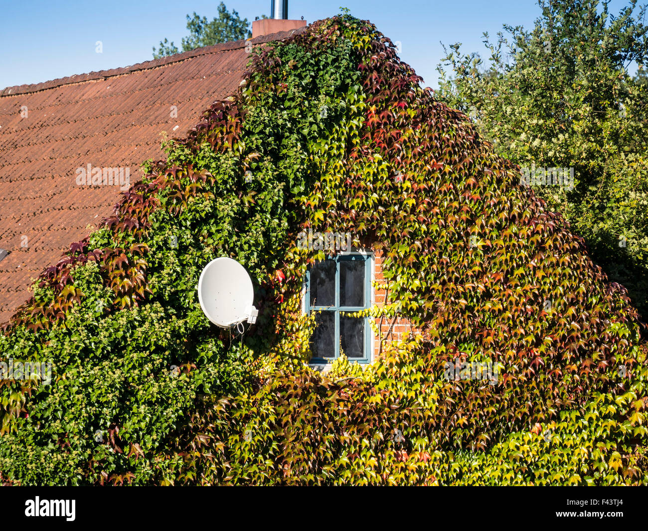 Traditional house,overgrown by ivy,  at Elbe Cycle Route, east bank of the Elbe River, floodplain between Dömitz and Havelberg,  Stock Photo