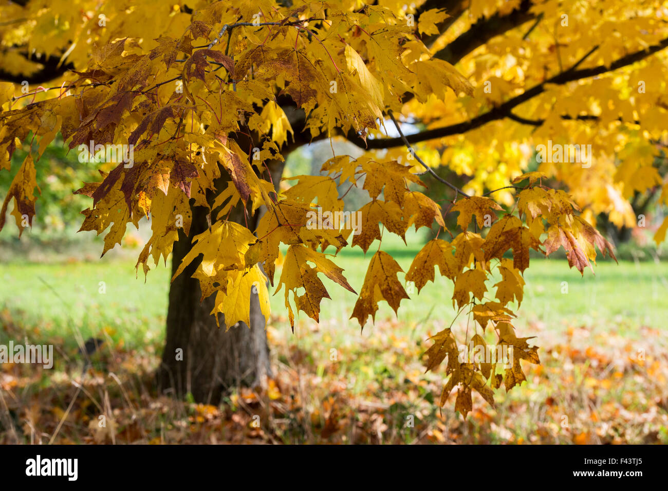 Acer Saccharum Nigrum. Black Maple tree leaves in autumn Stock Photo