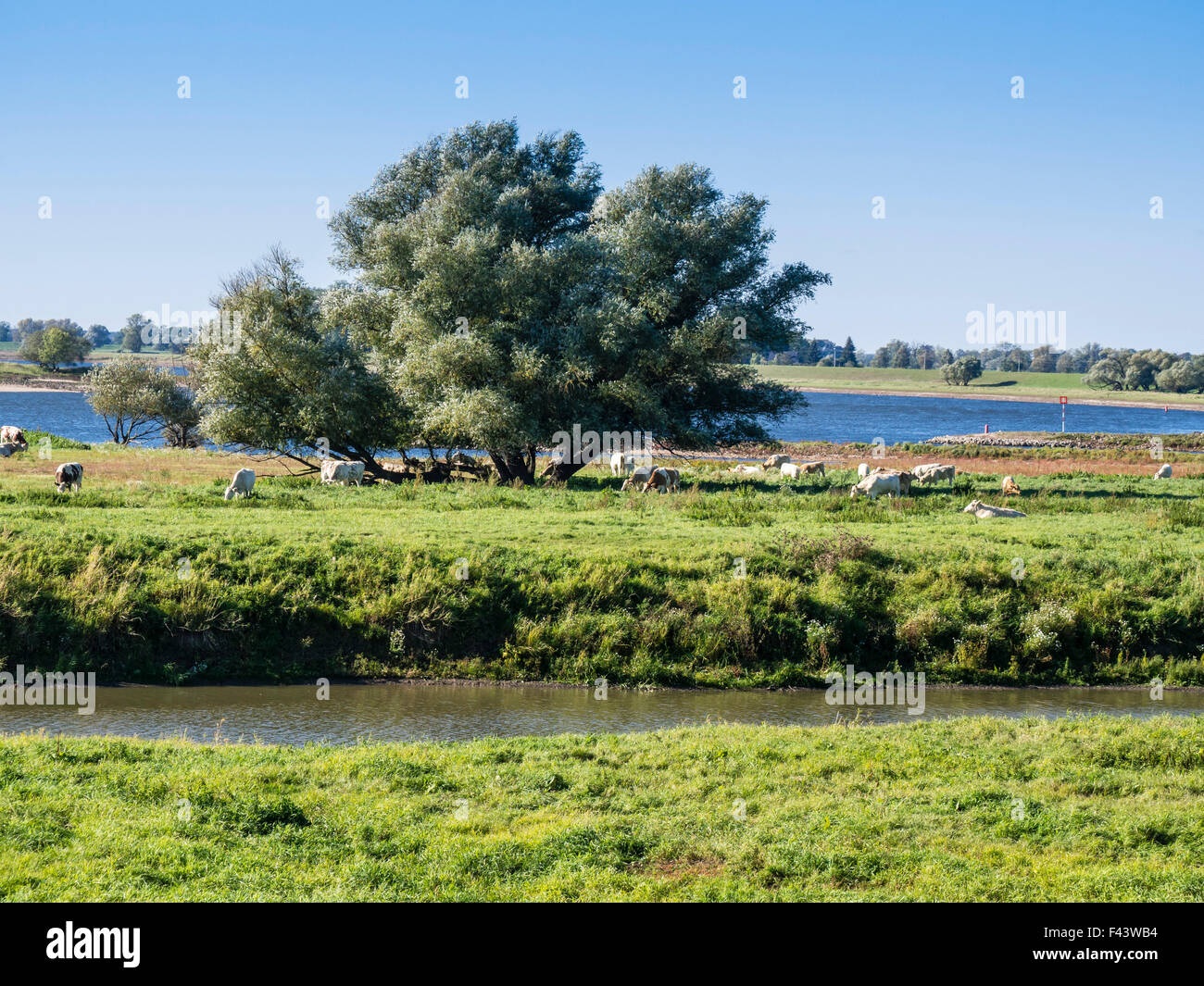 Elbe Cycle Route, east bank of the Elbe River, floodplain between Dömitz and Havelberg, Brandenburg, Germany, Europe Stock Photo