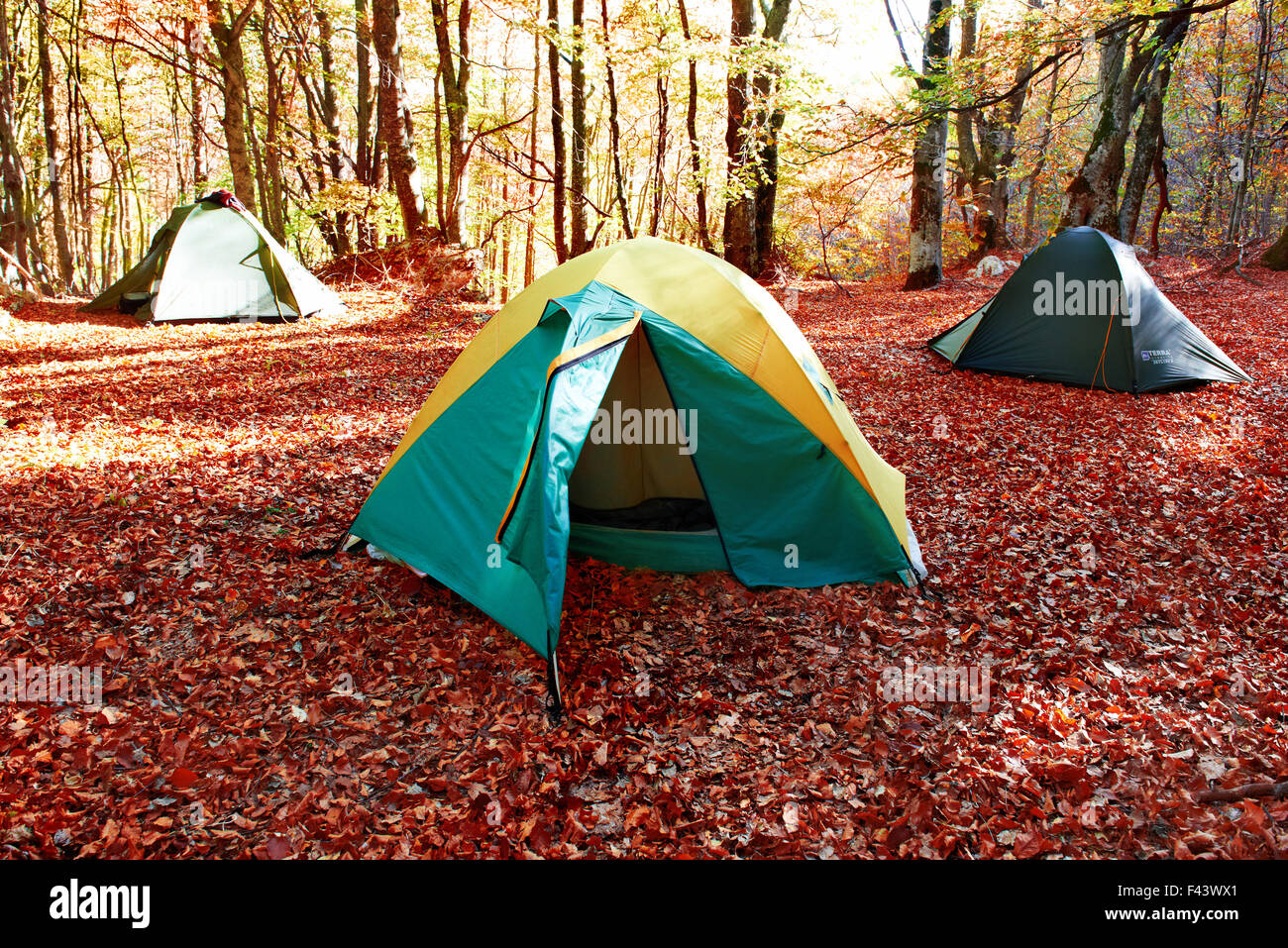 Green tent in the forest Stock Photo - Alamy