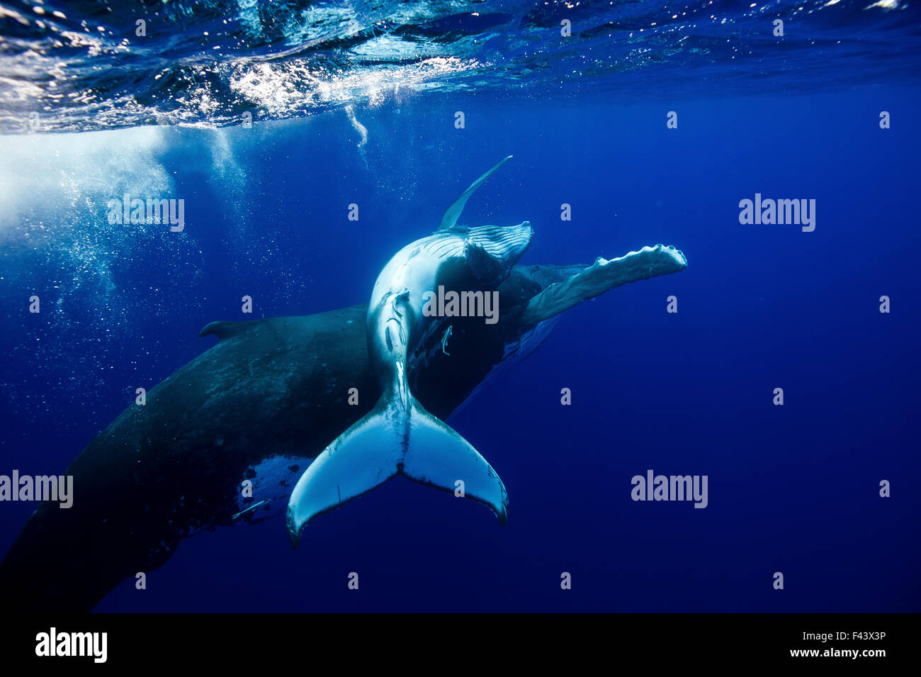 Humpback Whale (Megaptera novaeangliae) mother and calf. Tonga, South Pacific, September. Stock Photo