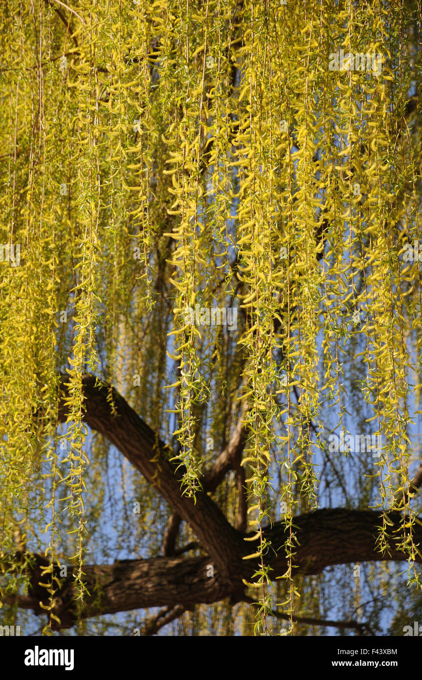 Weeping willow Stock Photo