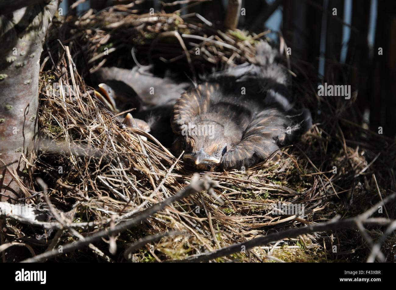 Blackbird Stock Photo
