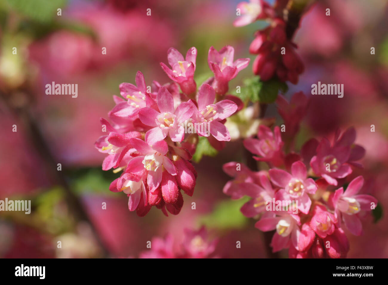 Flowering currant Stock Photo