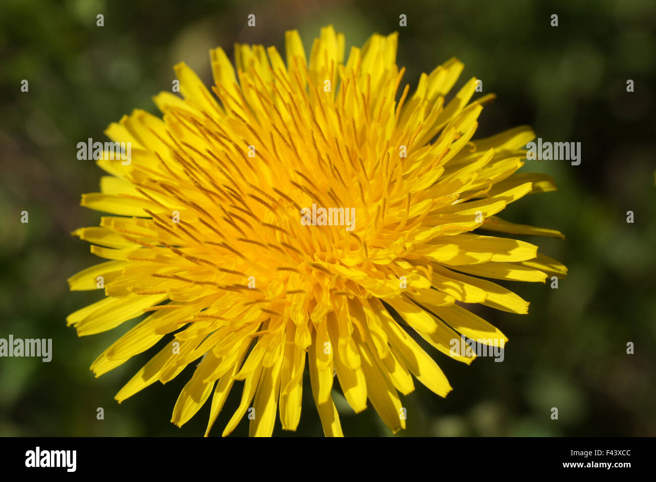Dandelion meadows hi-res stock photography and images - Alamy