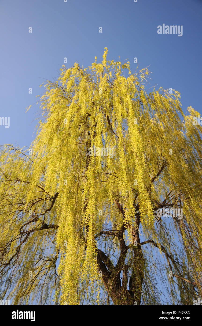 Weeping willow Stock Photo