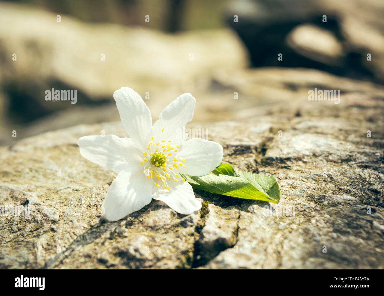 Yellow plant on rock hi-res stock photography and images - Alamy