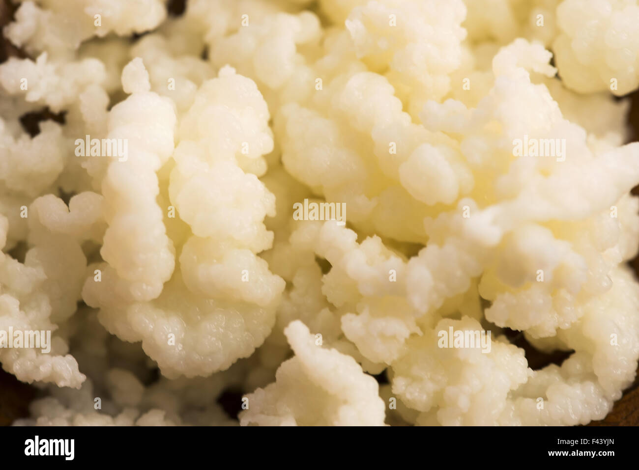 Good Gut Tribe - Organic Milk Kefir Grains (10g