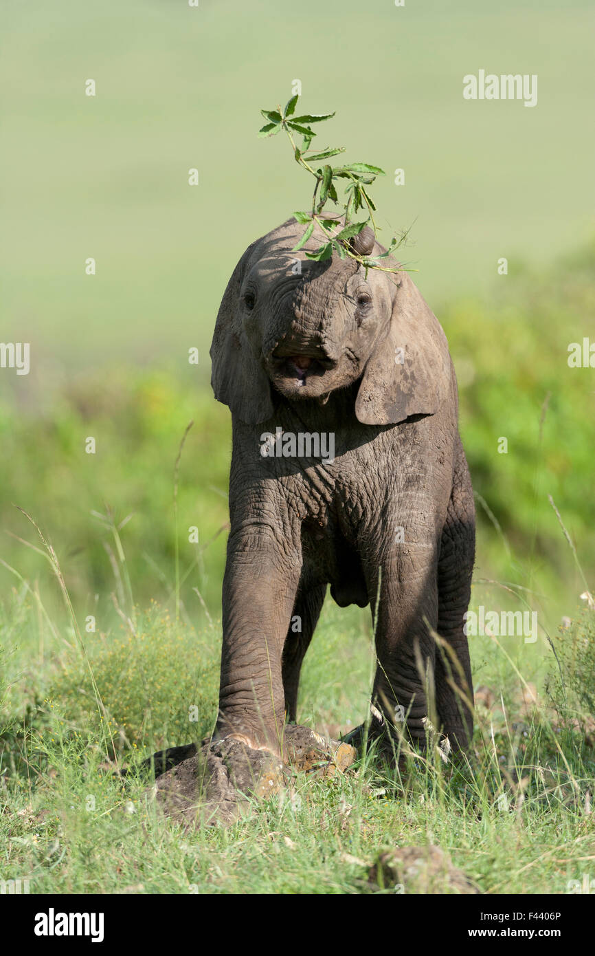 59,200+ Elephant Nose Stock Photos, Pictures & Royalty-Free Images - iStock