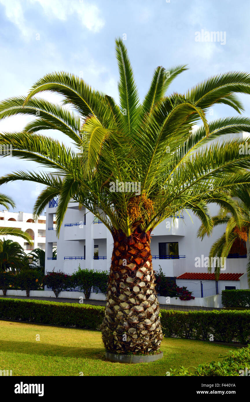 Sago Palm Latin name Cycas revoluta Stock Photo