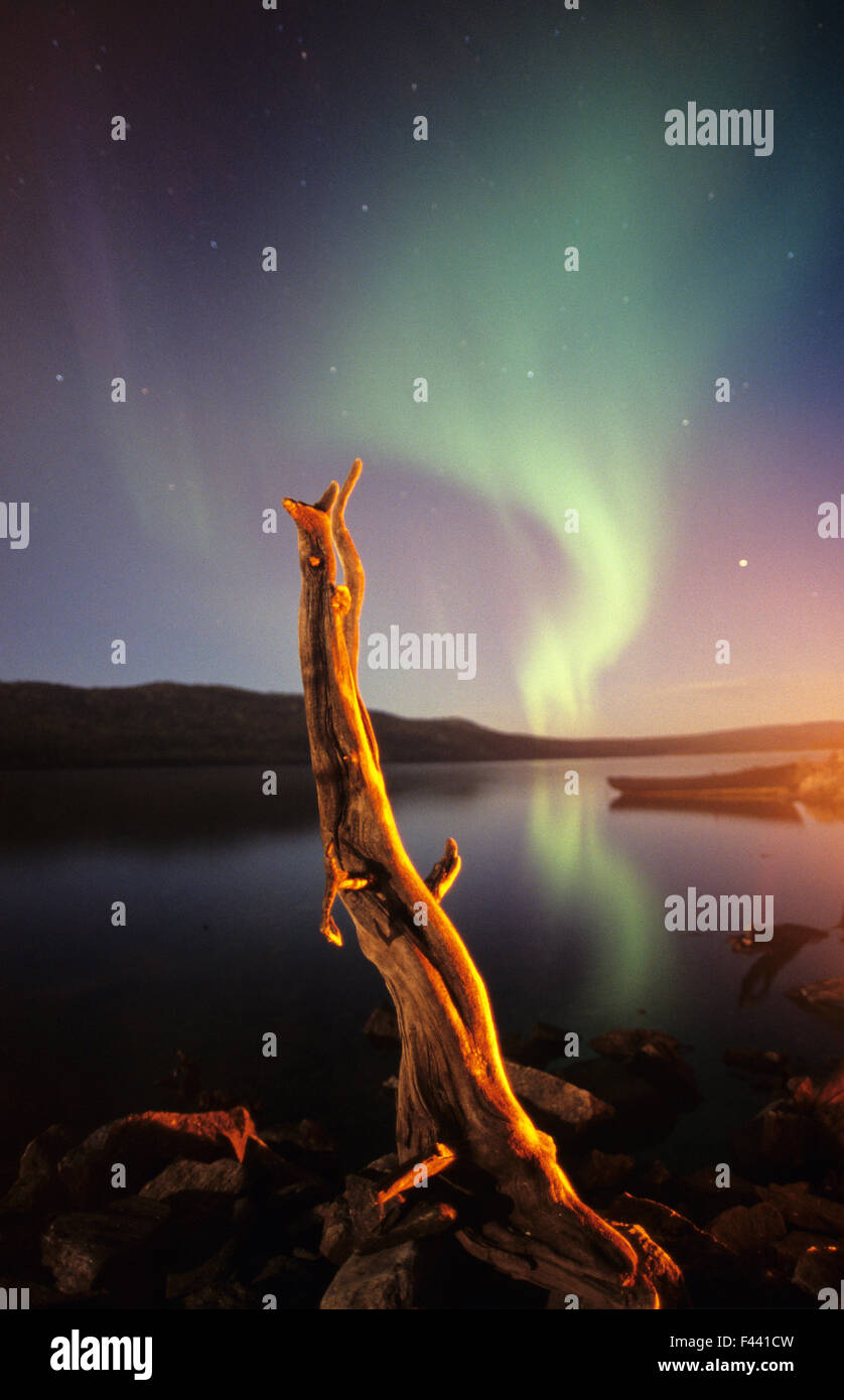 Aurora Borealis over lake, with wooden stump in Laponia, Muddus NP, Sweden Stock Photo