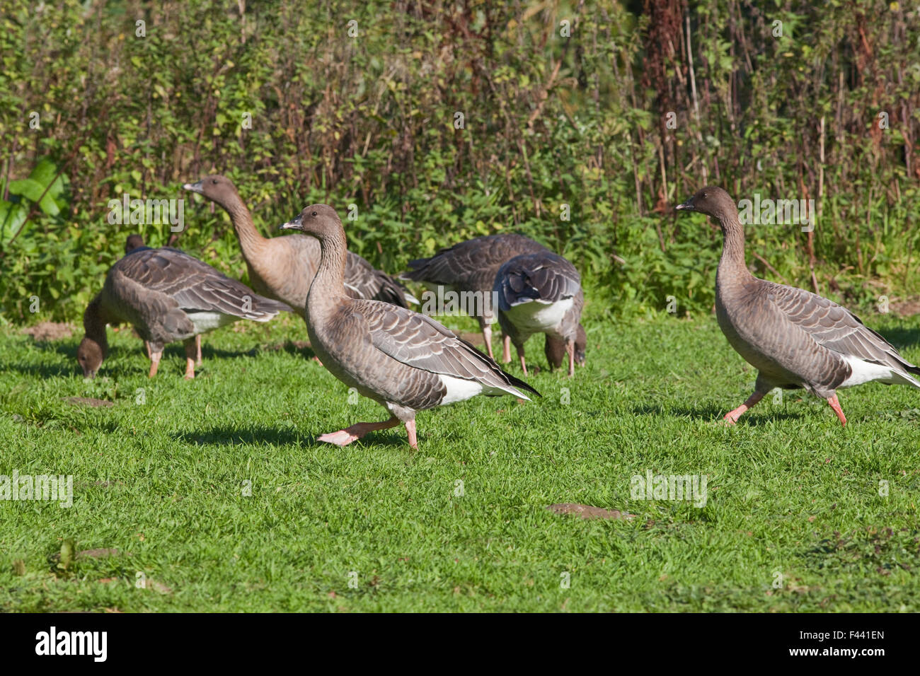 Pink-footed Geese (Anser brachyrhynchus). In juvenile, or immature ...