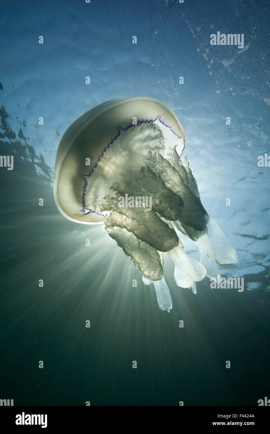Barrel Jellyfish (Rhizostoma pulmo) against crepuscular light rays. Sark, British Channel Islands, July. Stock Photo