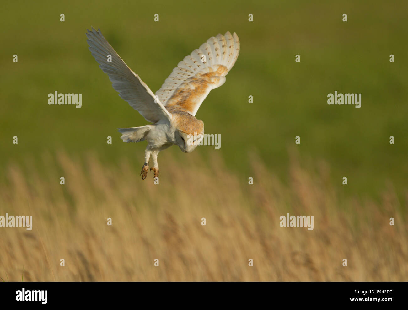 Barn owl (Tyto alba) in flight, hunting behaviour, Lincolnshire, UK May Stock Photo