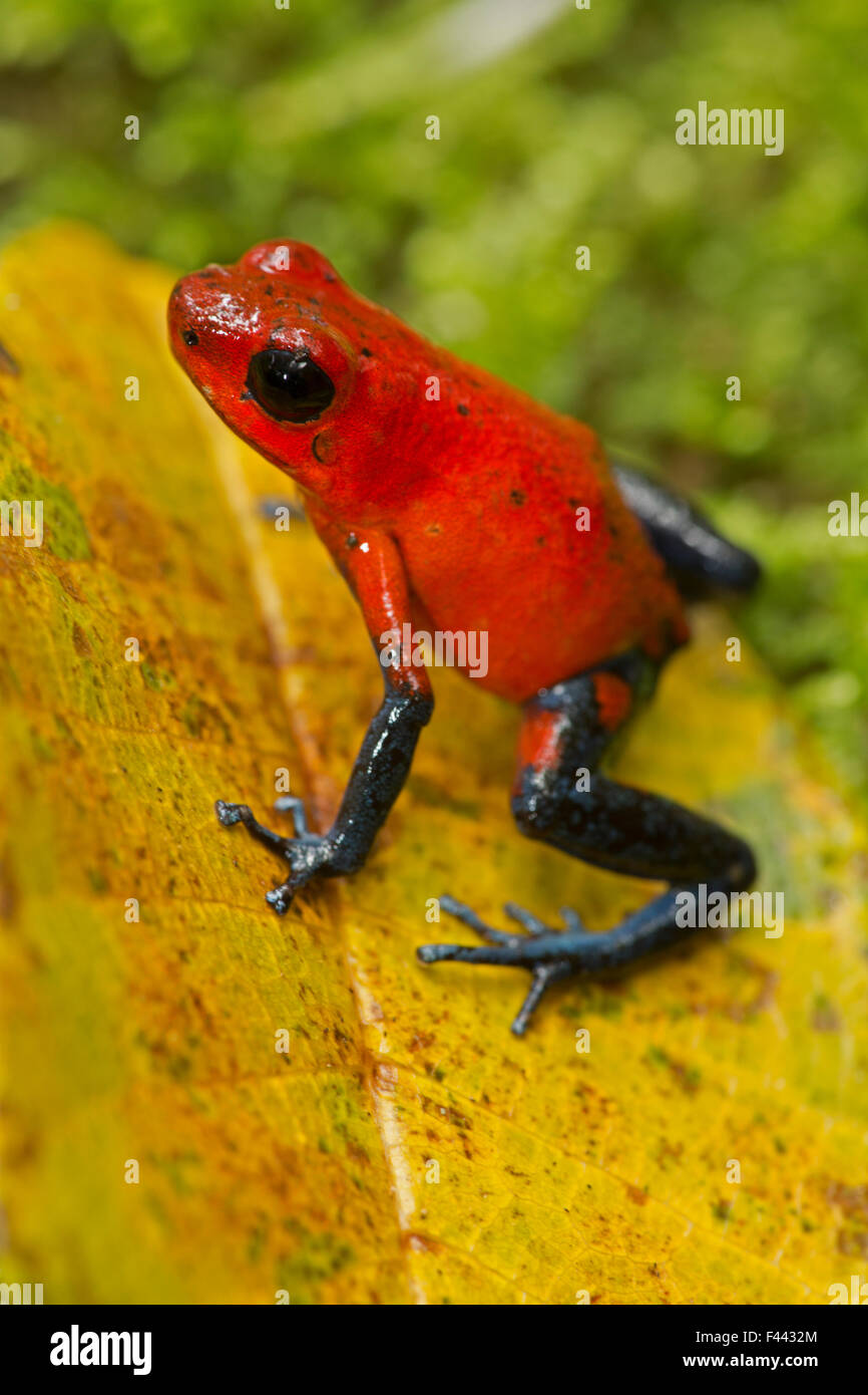 Strawberry poison-dart frog, (Oophaga pumilio / Dendrobates pumilio), Costa Rica Stock Photo