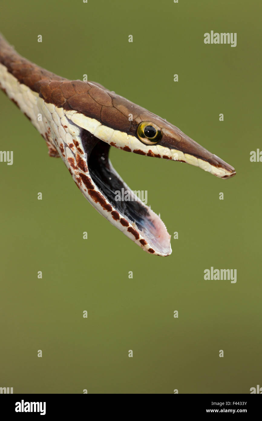 Brown Vine Snake (Oxybelis aeneus) in defensive display, mildly venomous, Costa Rica Stock Photo