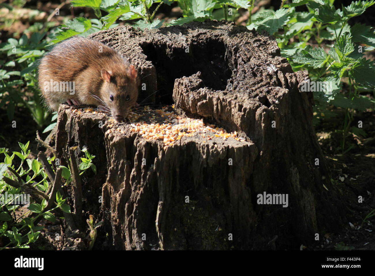 Rat eating corn Stock Photo Alamy