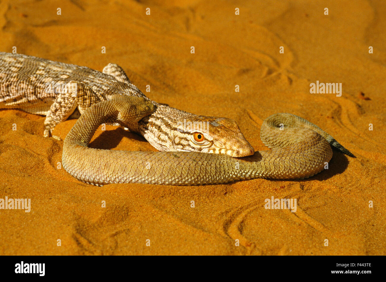 Desert monitor (Varanus griseus) attempting to eat  a Sand Viper (Cerastes vipera) a venomous snake which is defending itself by biting the monitor's neck, near Chinguetti, Mauritania Stock Photo
