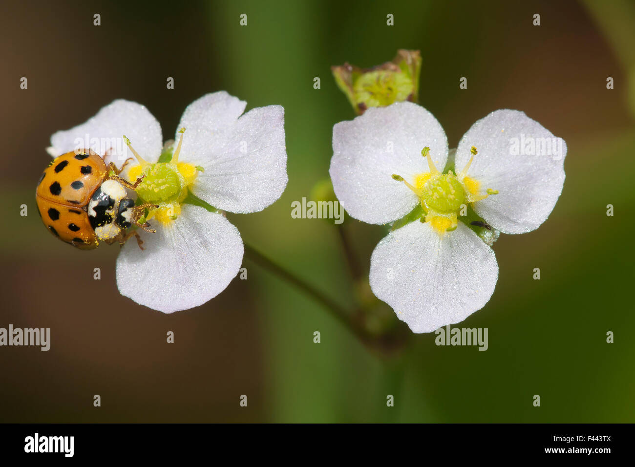 Ten-spotted ladybird (Adalia decempunctata) on Common Water-plantain (Alsima plantago-aquatica) Belgium, June Stock Photo