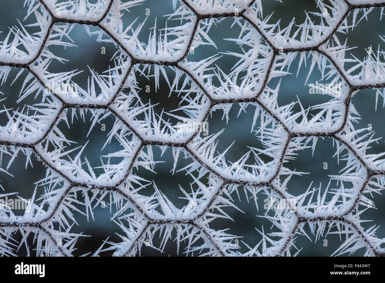 Chicken wire coated in hoar frost. Peak District National Park, Derbyshire, UK, December 2012. Stock Photo