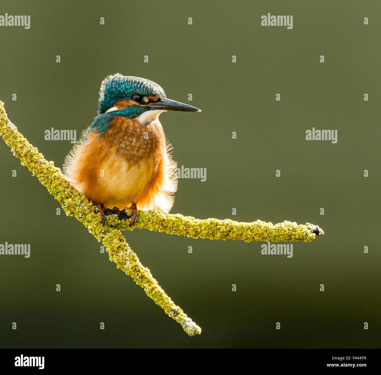 Perched Kingfisher with backlit feathers in a breeze Stock Photo Alamy