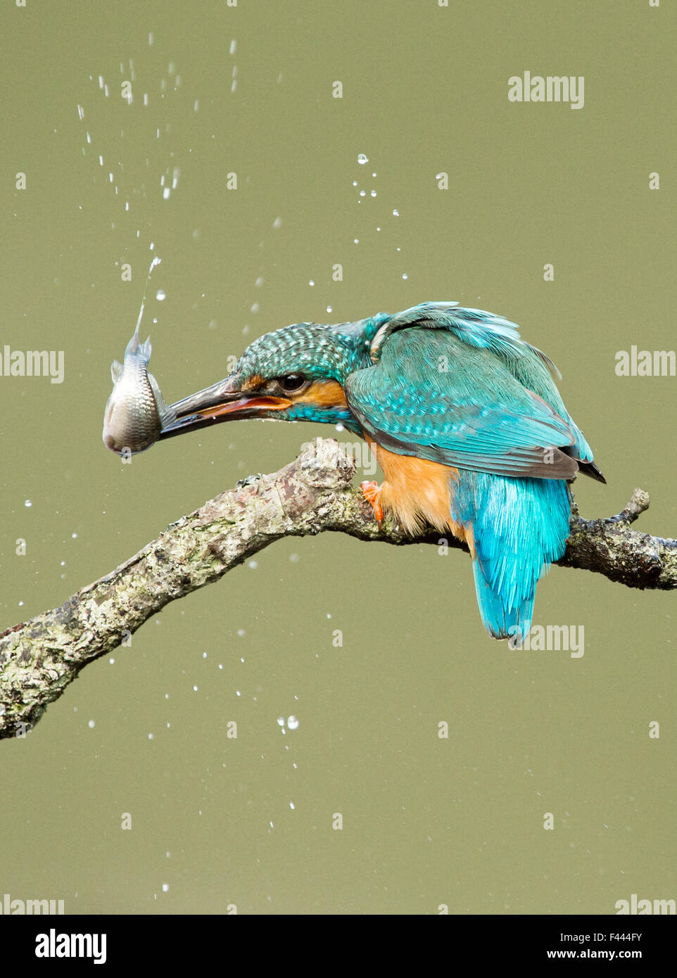 Kingfisher stunning a fish before eating it Stock Photo