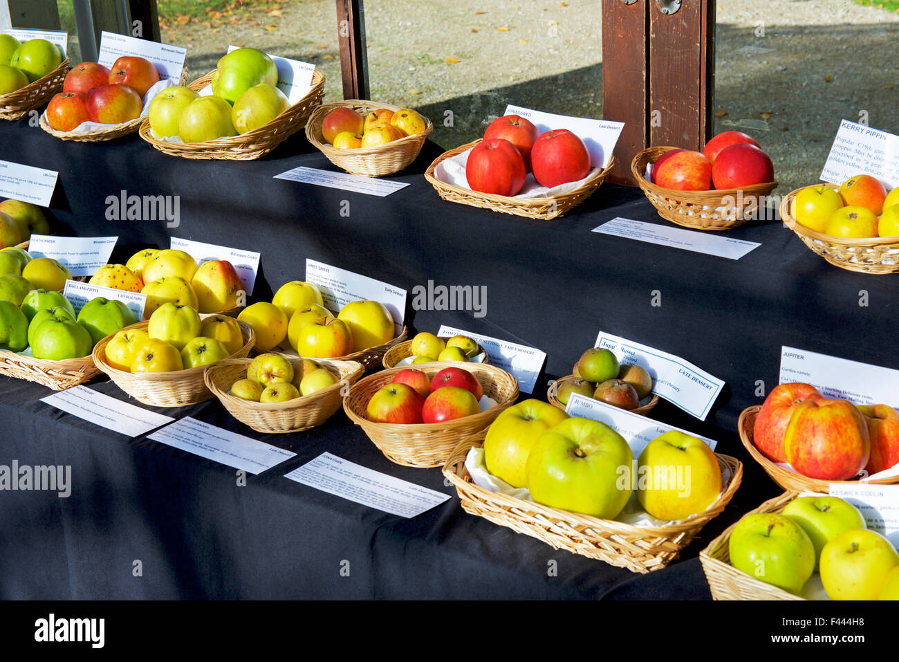 Display of apple varieties at Harlow Carr, the Royal Horticultural Society's gardens, nr Harrogate, North Yorkshire, England UK Stock Photo