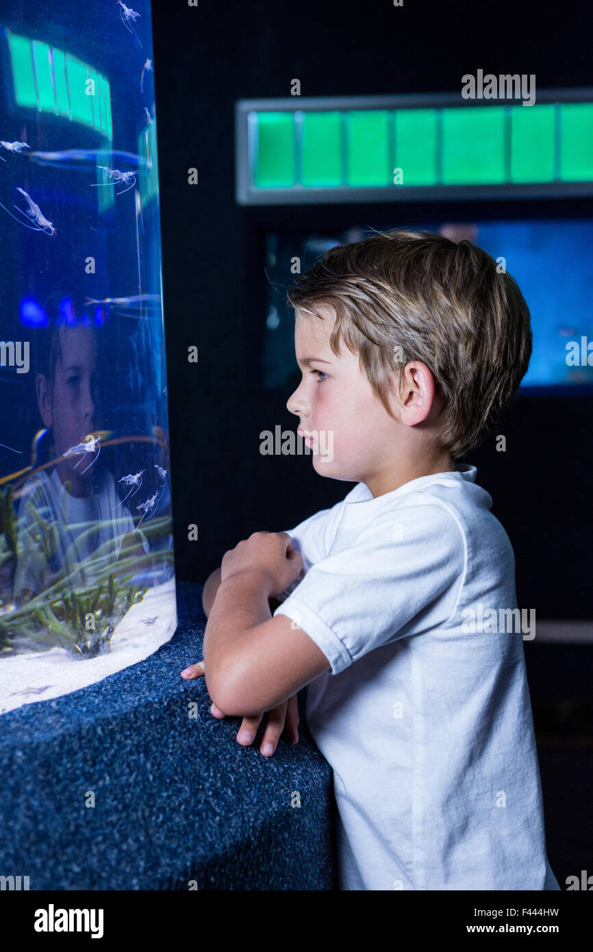 young man looking at fish in tank Stock Photo
