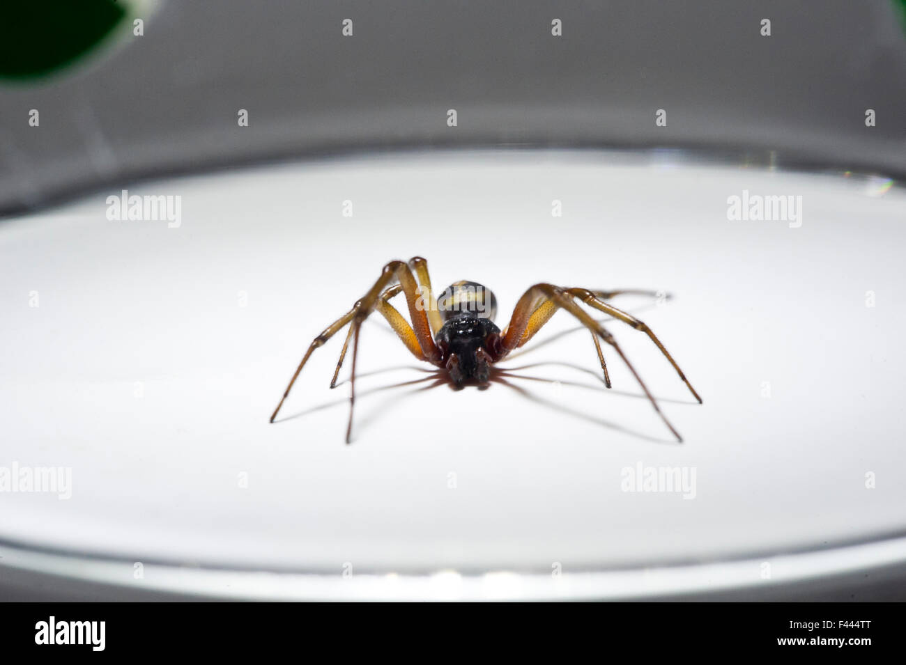 False Widow Spider (Steatoda nobilis) Stock Photo
