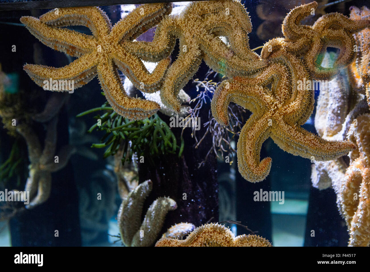 Big starfish floating in tank Stock Photo Alamy