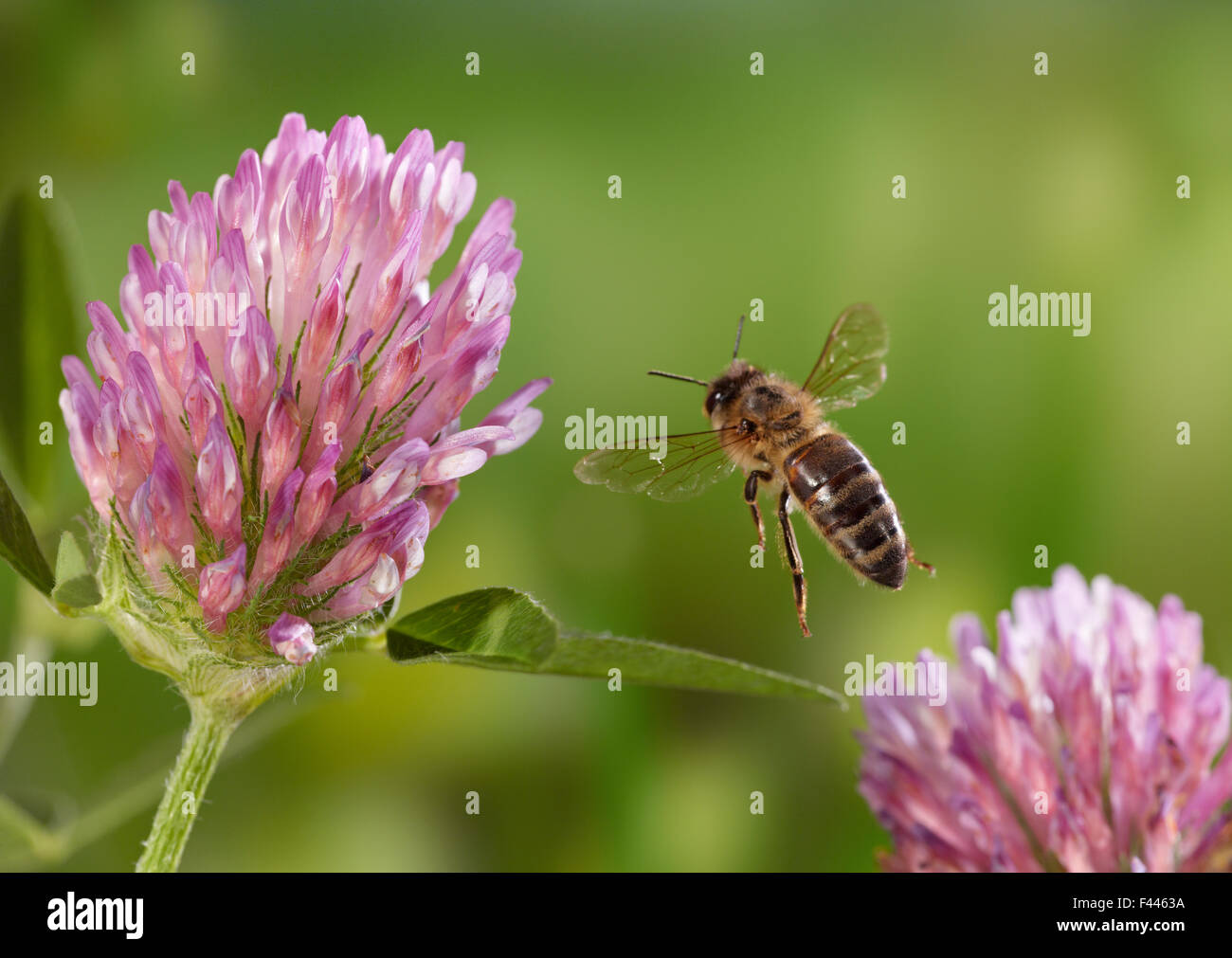 Honeybee (Apis mellifera) taking-off from red clover, controlled conditions. Stock Photo