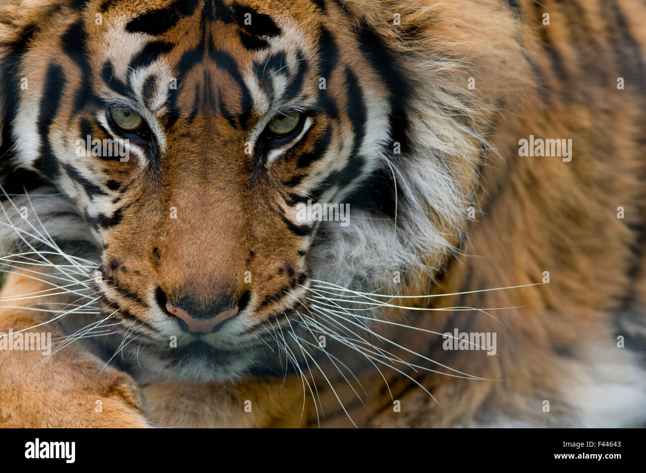 Sumatran tiger (Panthera tigris sumatrae) close-up head portrait, captive Stock Photo