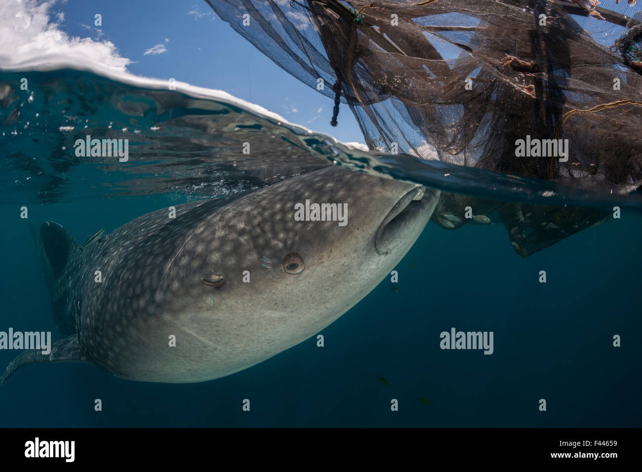Whale Shark Eating Fish From Net