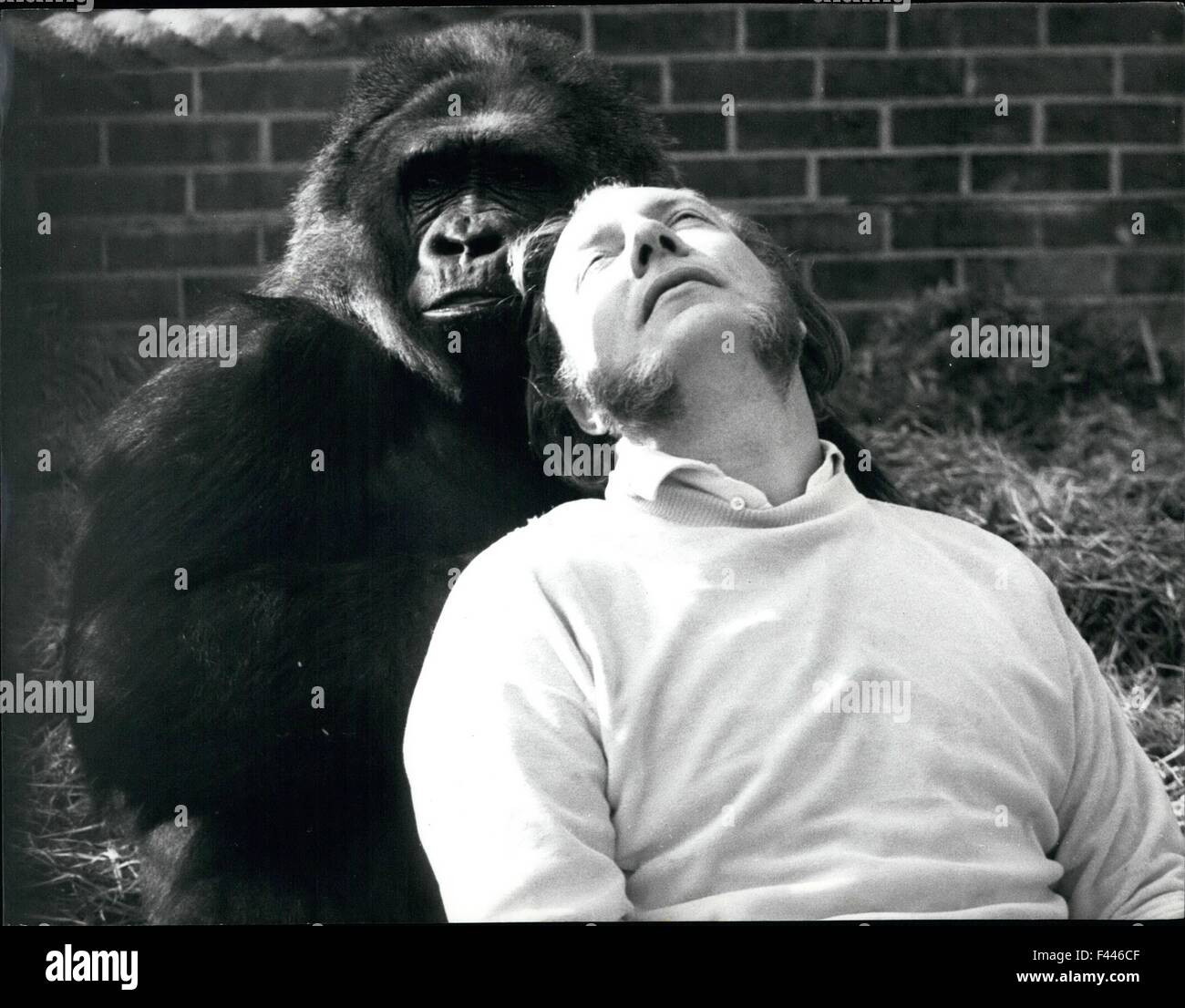 John Aspinall with one of his large gorilla seen at his private Zoo ...