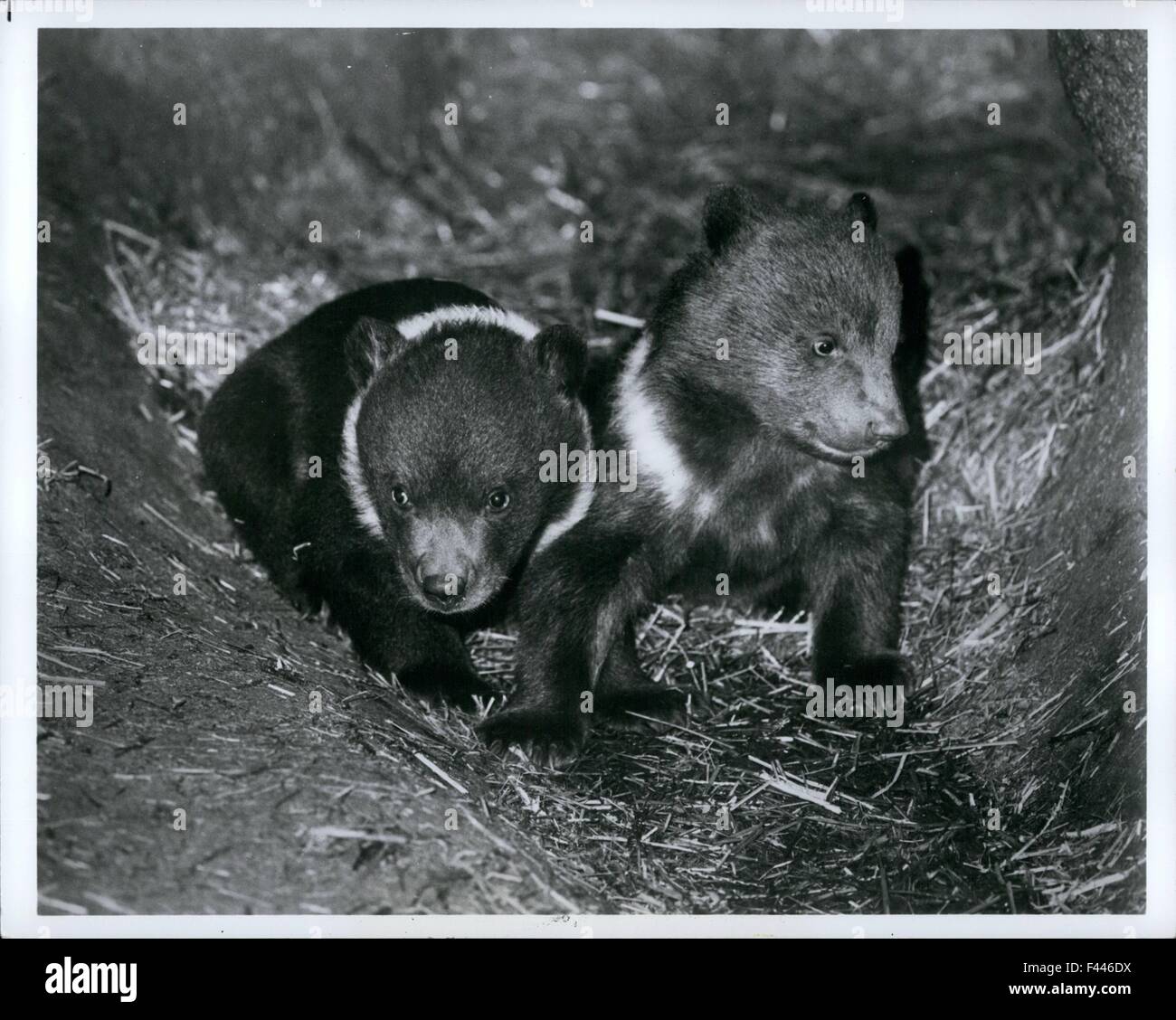 Jan. 10, 1974 - Bronx, N.Y. -- The Bronx Zoo's two Kodiak bear cubs explore the private den they share with their mother, Cleo. The cubs born Feb.2 are Cleo's first. They will lose their white collars as they mature, changing to the uniform brown of adult Kodiak bears. Kodiak bears, native to Alaska's Kodiak Island, are the largest living carnivores and may reach a length of nine feet. But a birth, the Cubs are tiny, hairless and helpless. Weighing as little as a pound, newborn Kodiak bears are blind and incapable of much coordinated movement. Zoo mammalogists are taking care not to disturb th Stock Photo