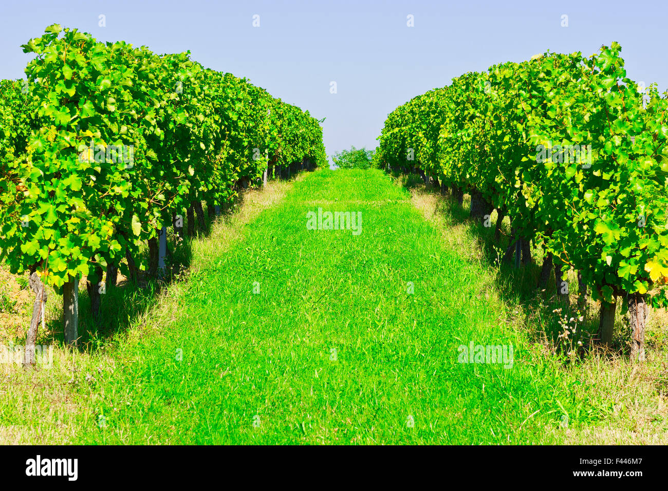 Grape vines france rows hi-res stock photography and images - Alamy
