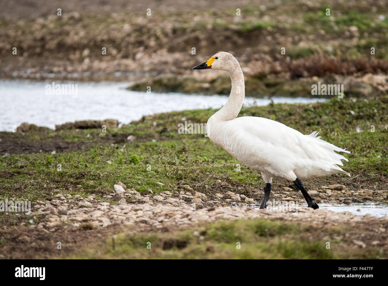 First Bewicks Swan (Cygnus columbianus) Arrives in Slimbridge 2015 Stock Photo