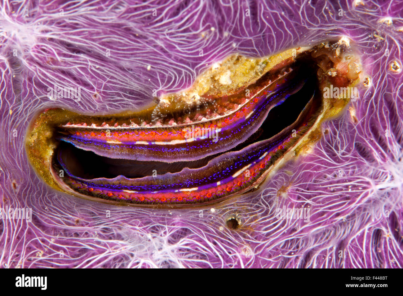 Bivalve scallop (Pedum spondyloideum) inside a coral covered with purple sponge, Maldives, Indian Ocean Stock Photo