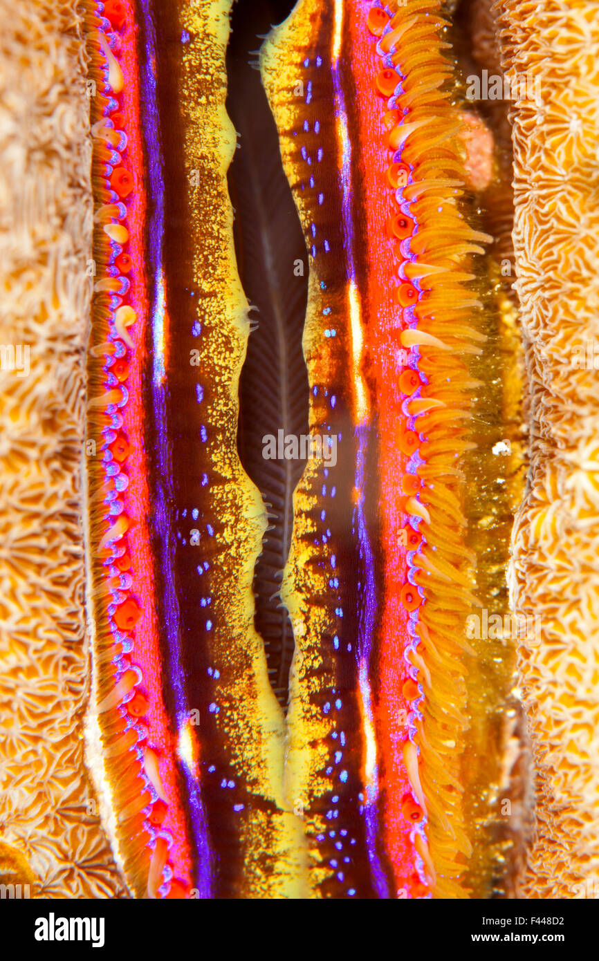 Coral clam (Pedum spondyloideum) close up,  Maldives, Indian Ocean Stock Photo