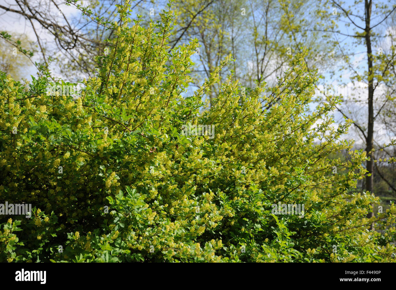 Alpine currant Stock Photo