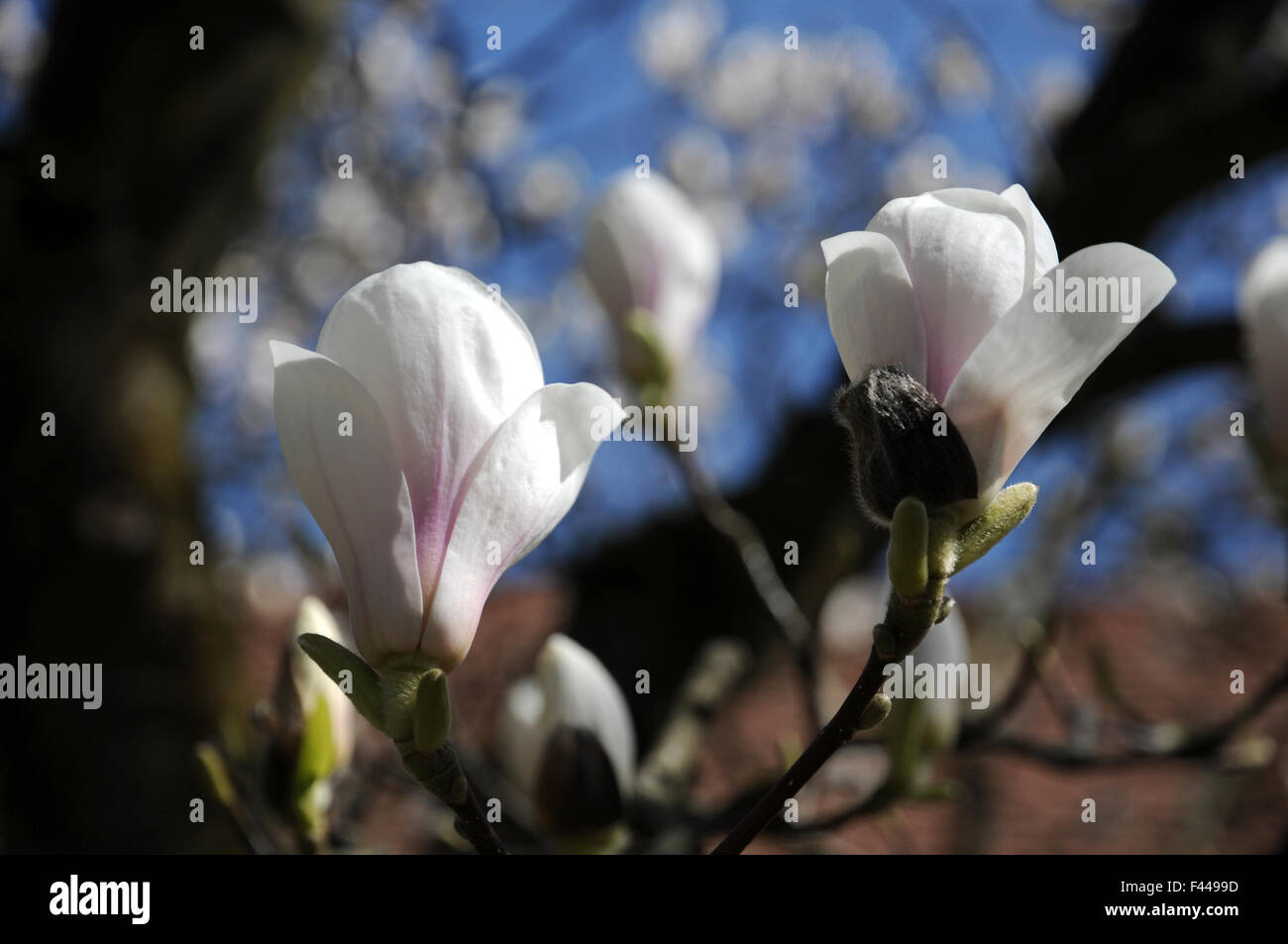 Magnolia soulangeana alba superba hi-res stock photography and images ...