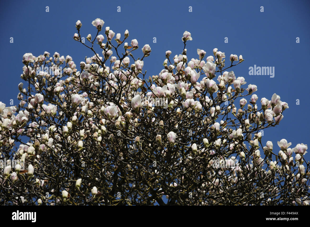 Magnolia soulangeana alba superba hi-res stock photography and images ...