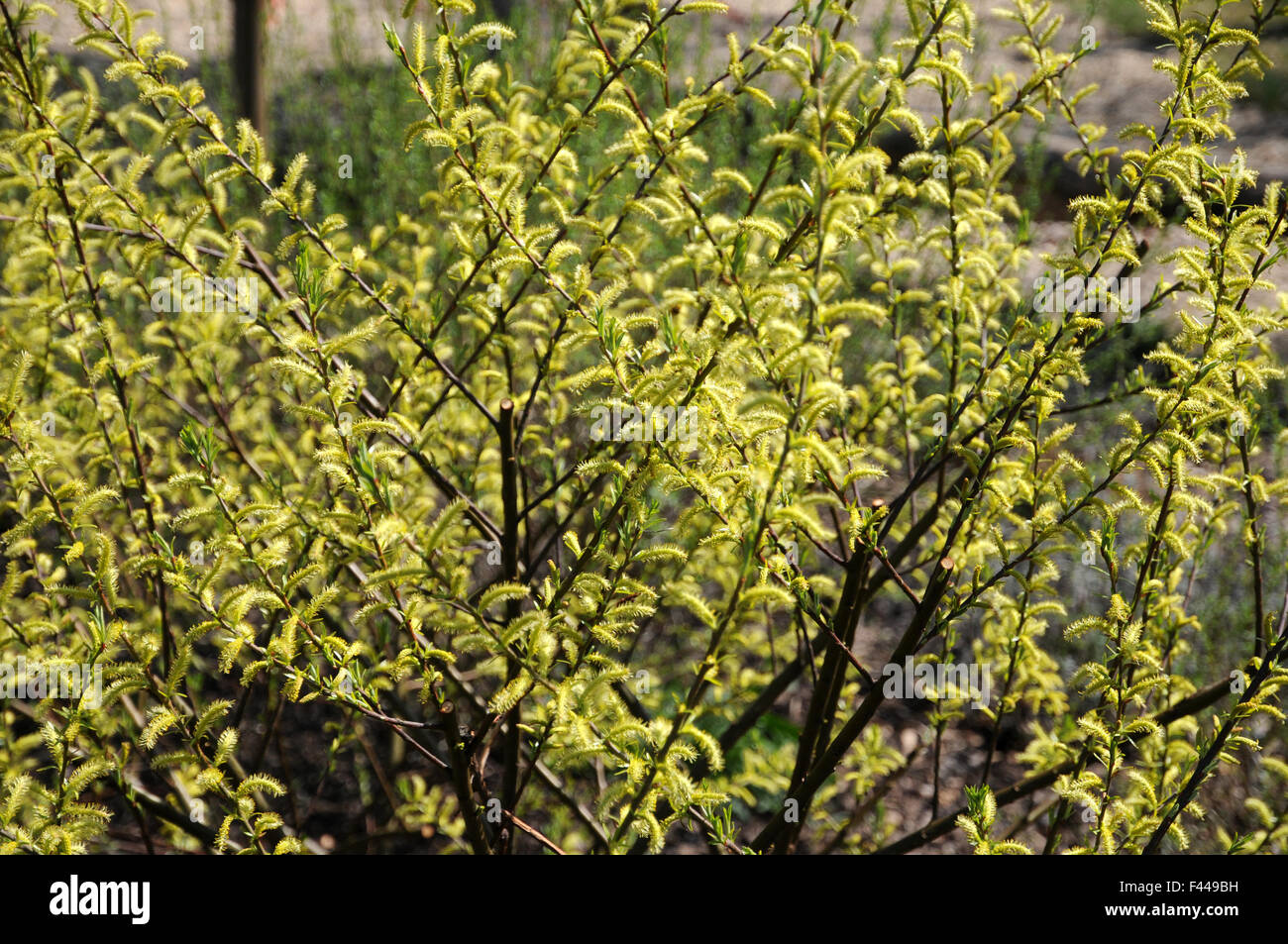 Purple willow Stock Photo