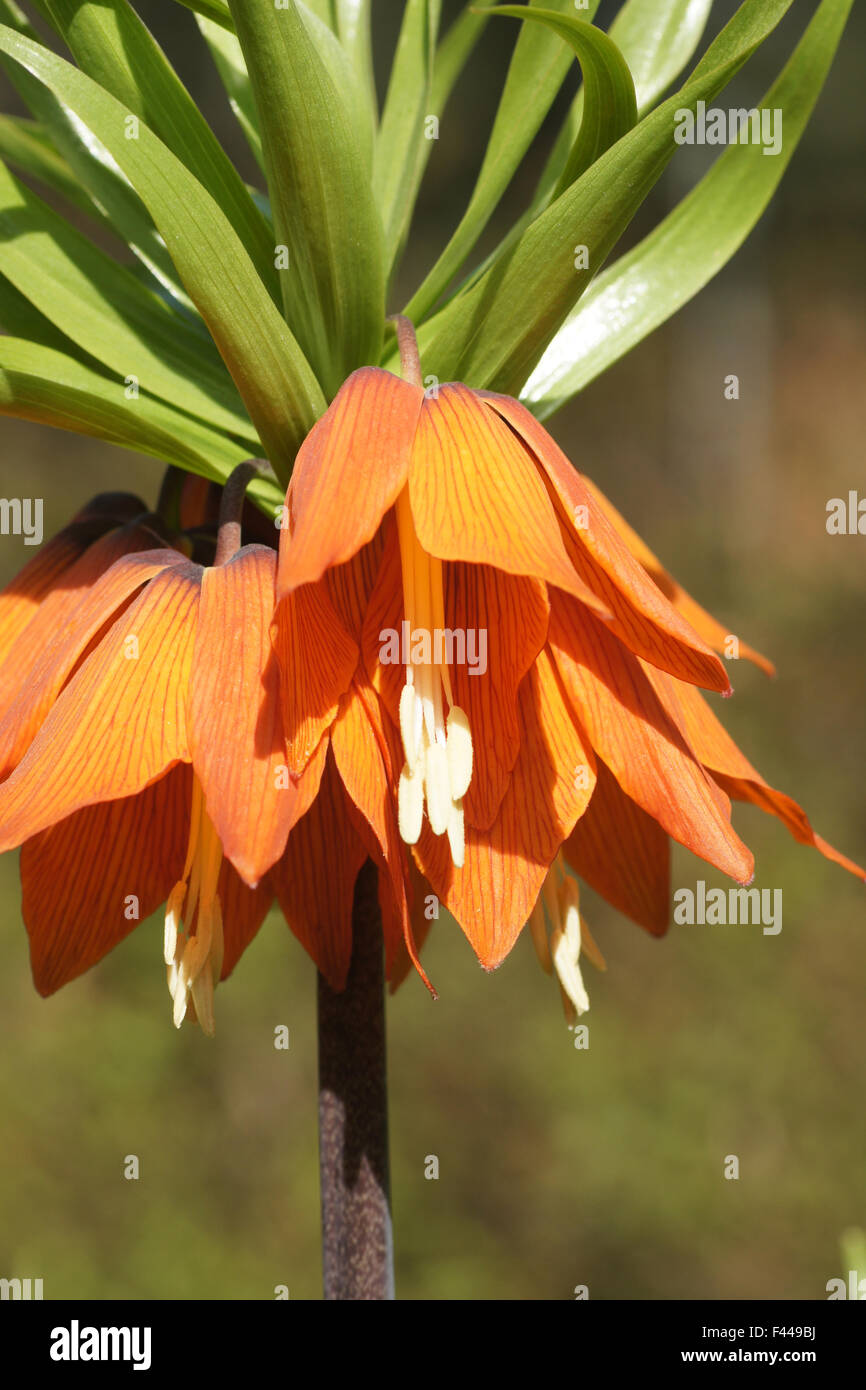 Crown imperial Stock Photo