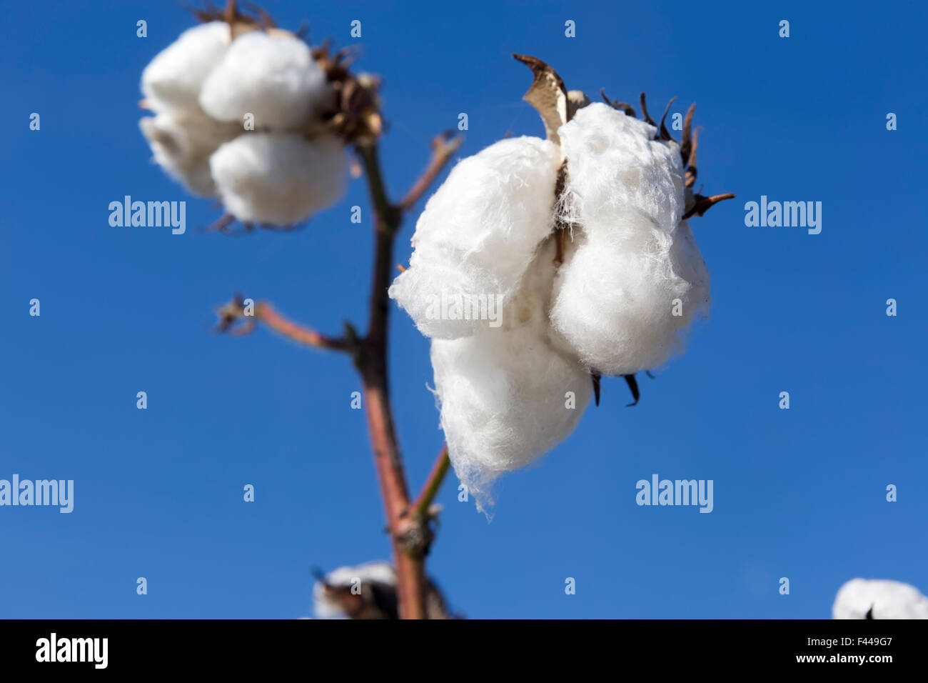Cotton fields white with ripe cotton ready for harvesting Stock Photo
