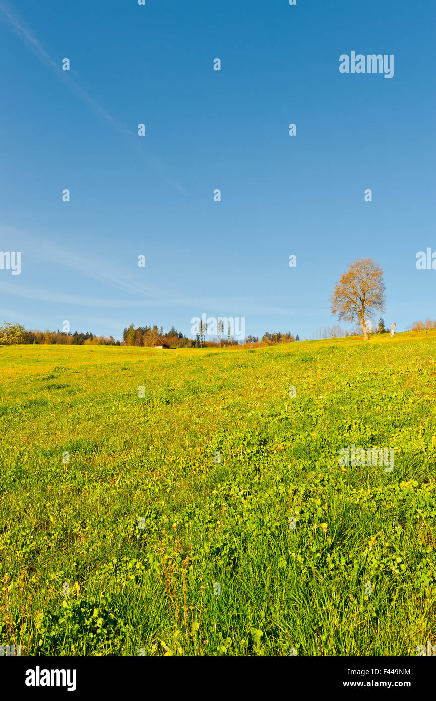 Flora pasture hi-res stock photography and images - Alamy