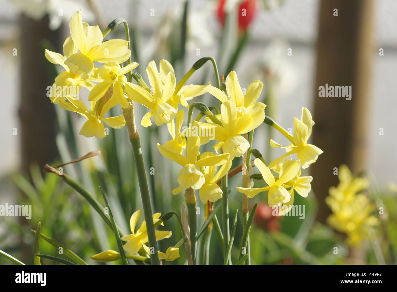 Jonquil bulb hires stock photography and images Alamy