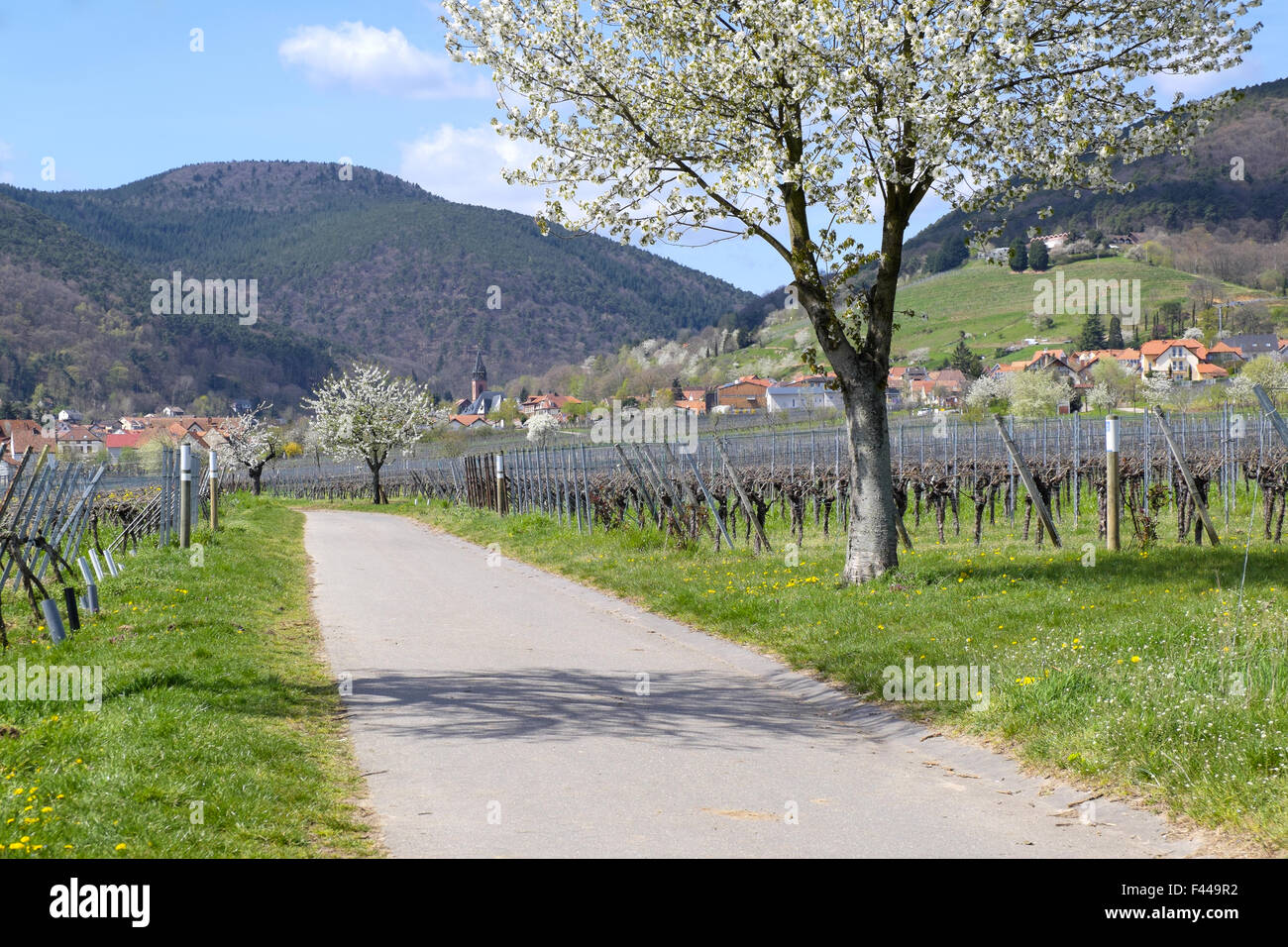 spring Stock Photo